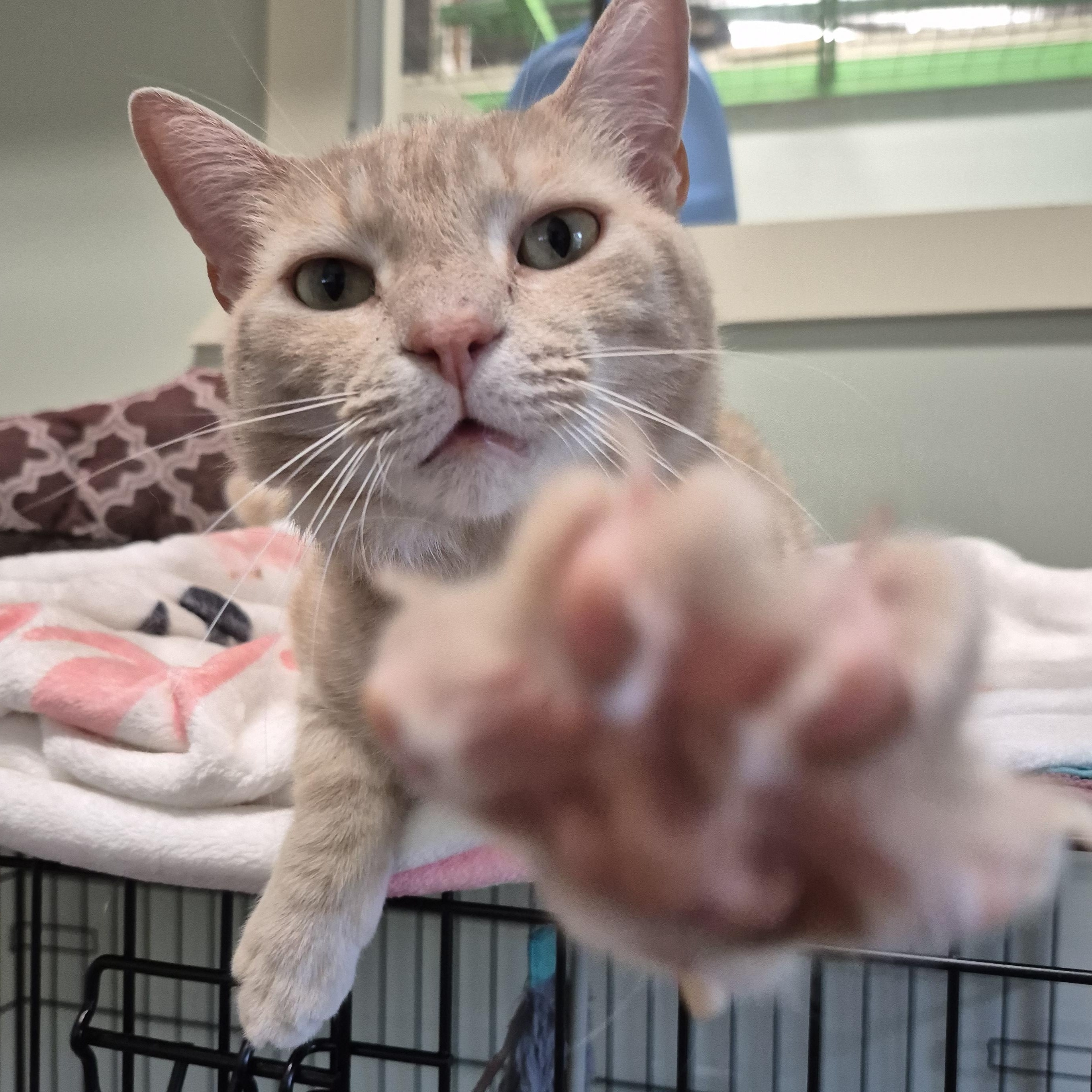 Charlie, a ADOPTABLE Domestic Short Hair in Tioga, PA image 2/6