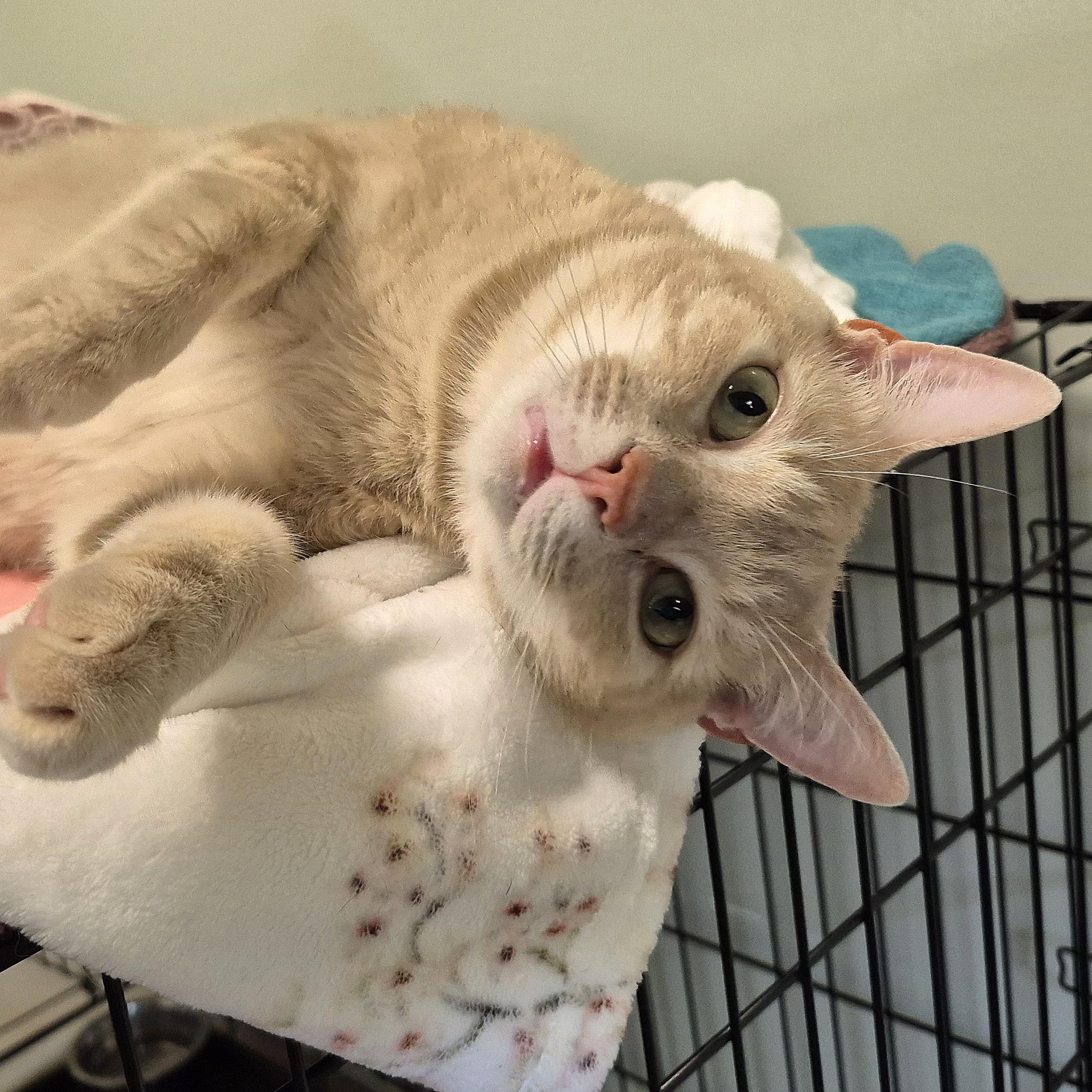 Charlie, a ADOPTABLE Domestic Short Hair in Tioga, PA image 3/6