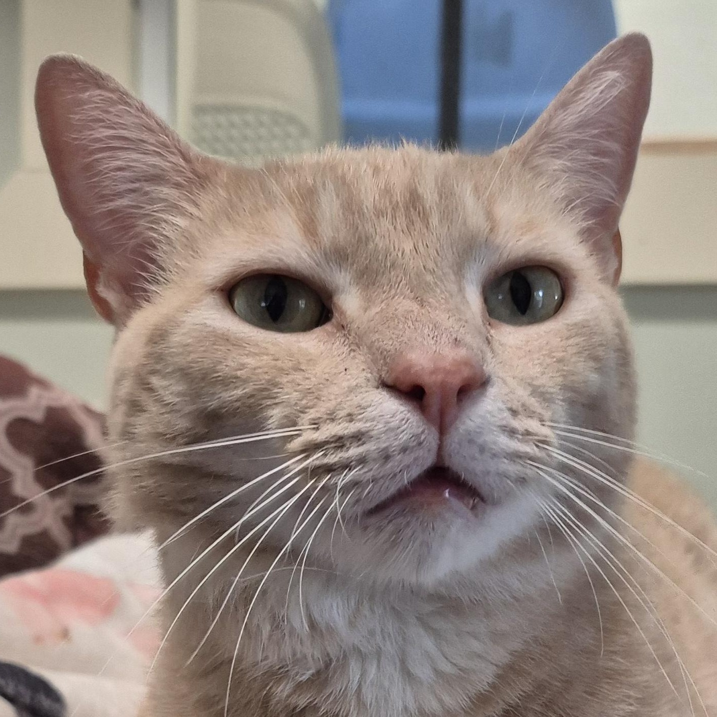 Charlie, ADOPTABLE, Young Male Domestic Short Hair.