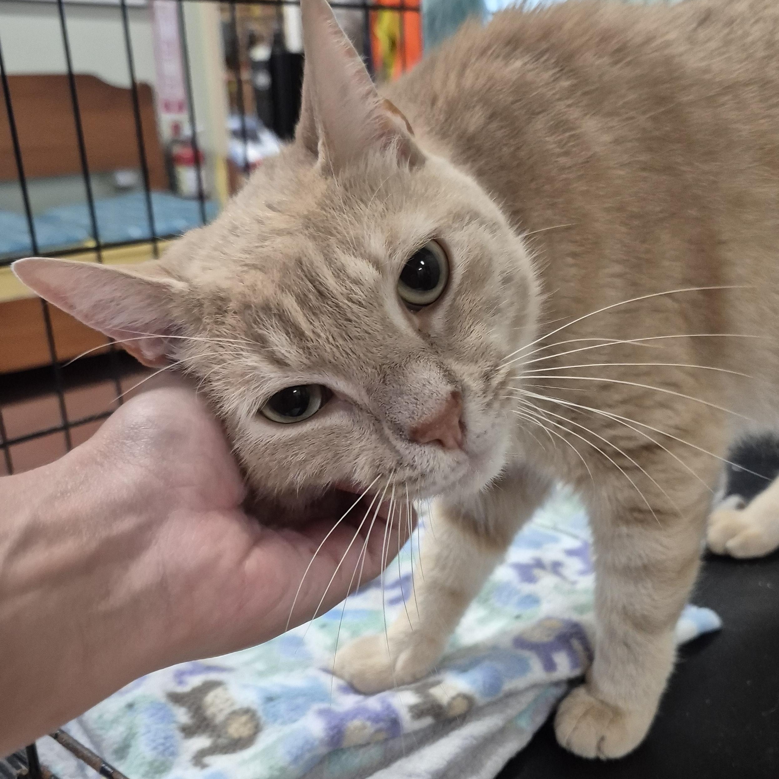 Charlie, a ADOPTABLE Domestic Short Hair in Tioga, PA image 5/6