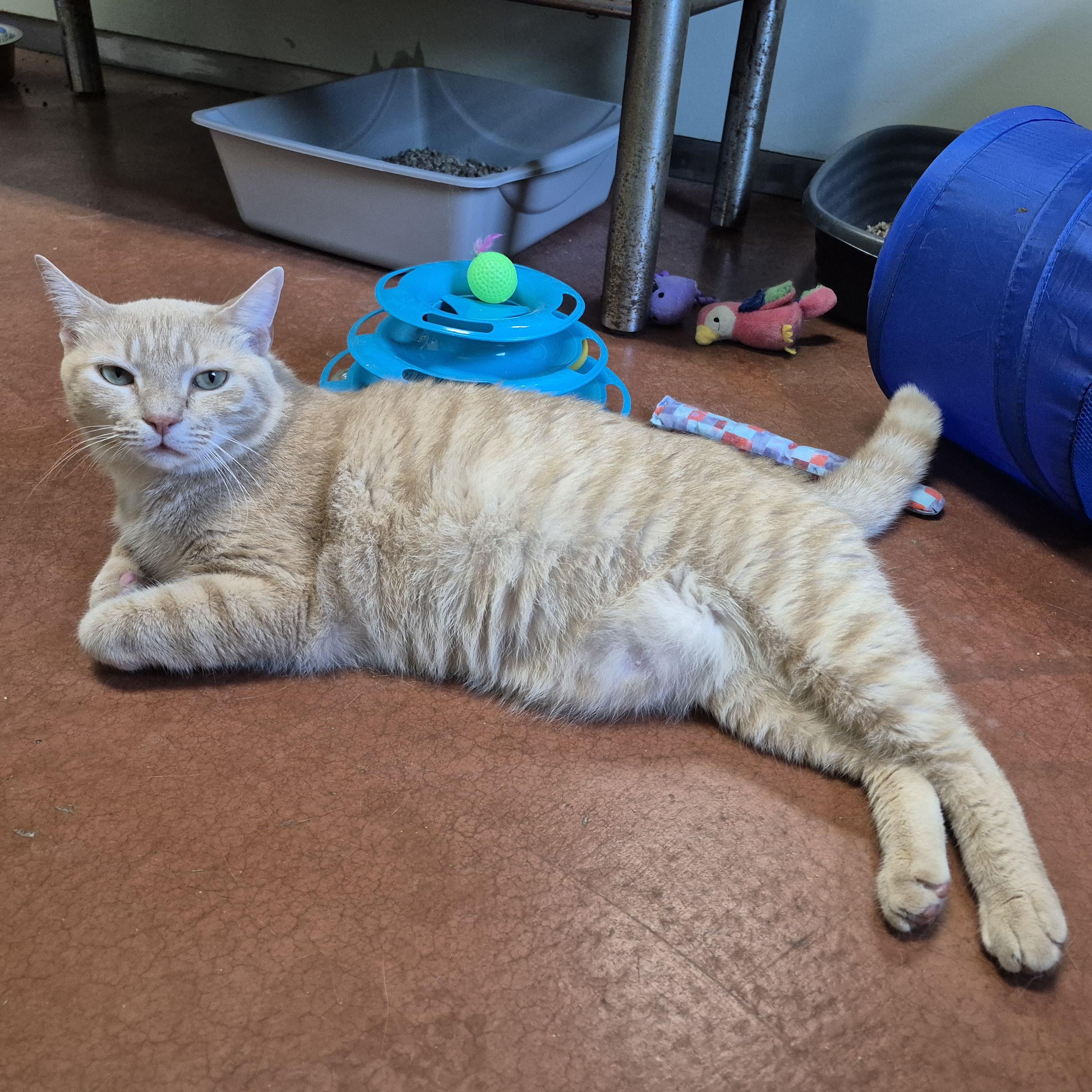 Charlie, a ADOPTABLE Domestic Short Hair in Tioga, PA image 4/6