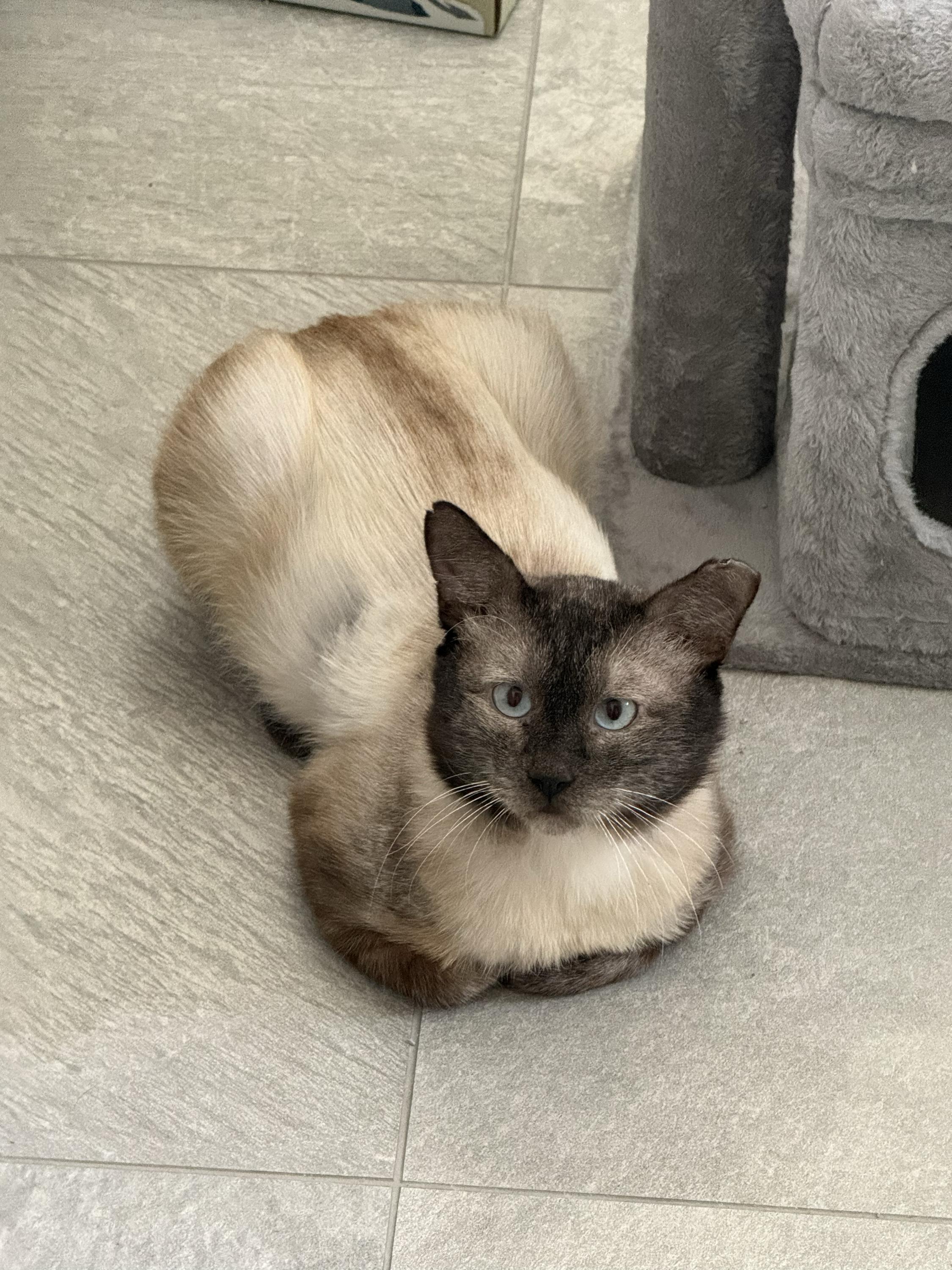 Neeko, a ADOPTABLE Domestic Short Hair in Seattle, WA image 3/6