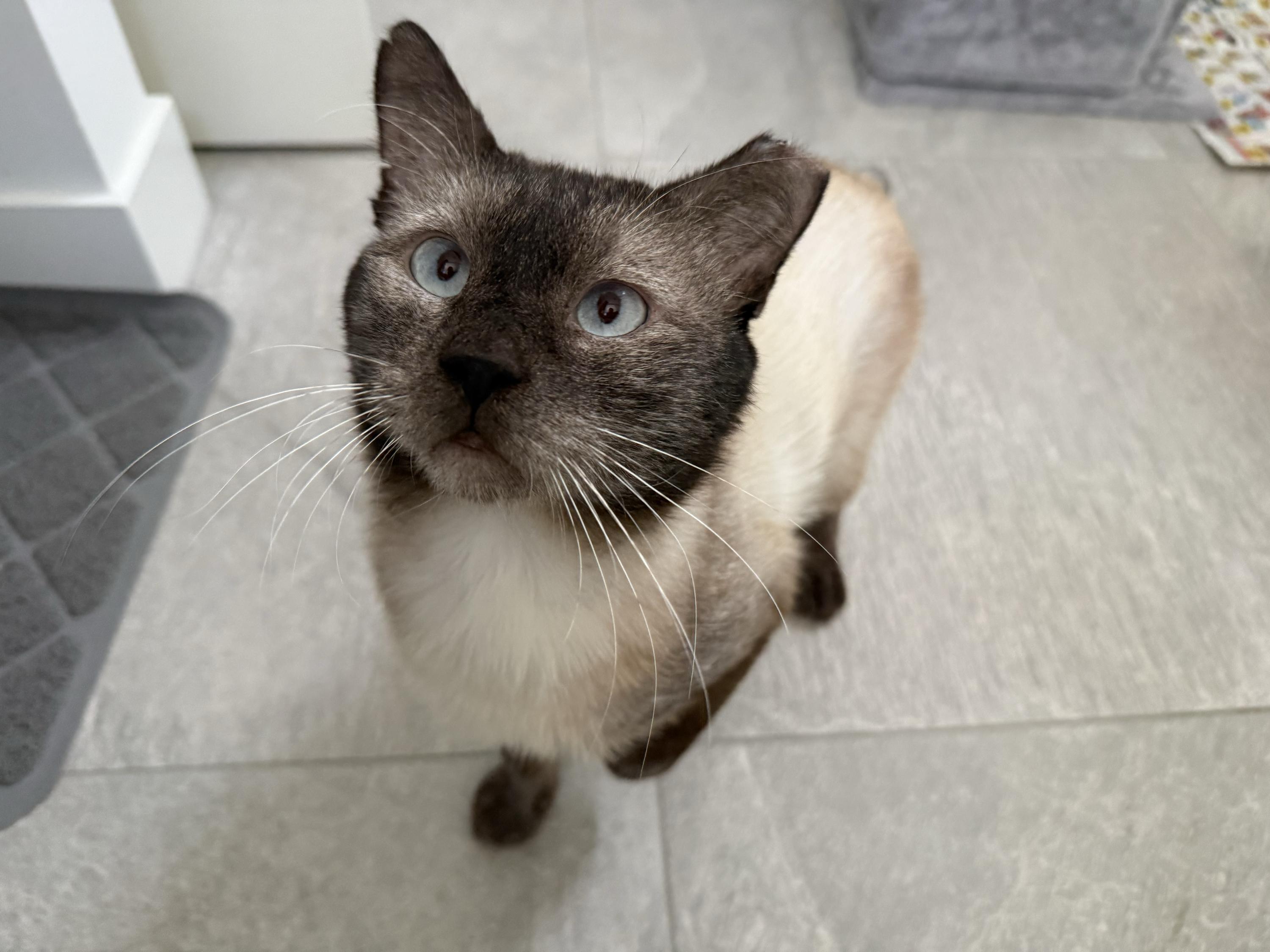 Neeko, a ADOPTABLE Domestic Short Hair in Seattle, WA image 4/6