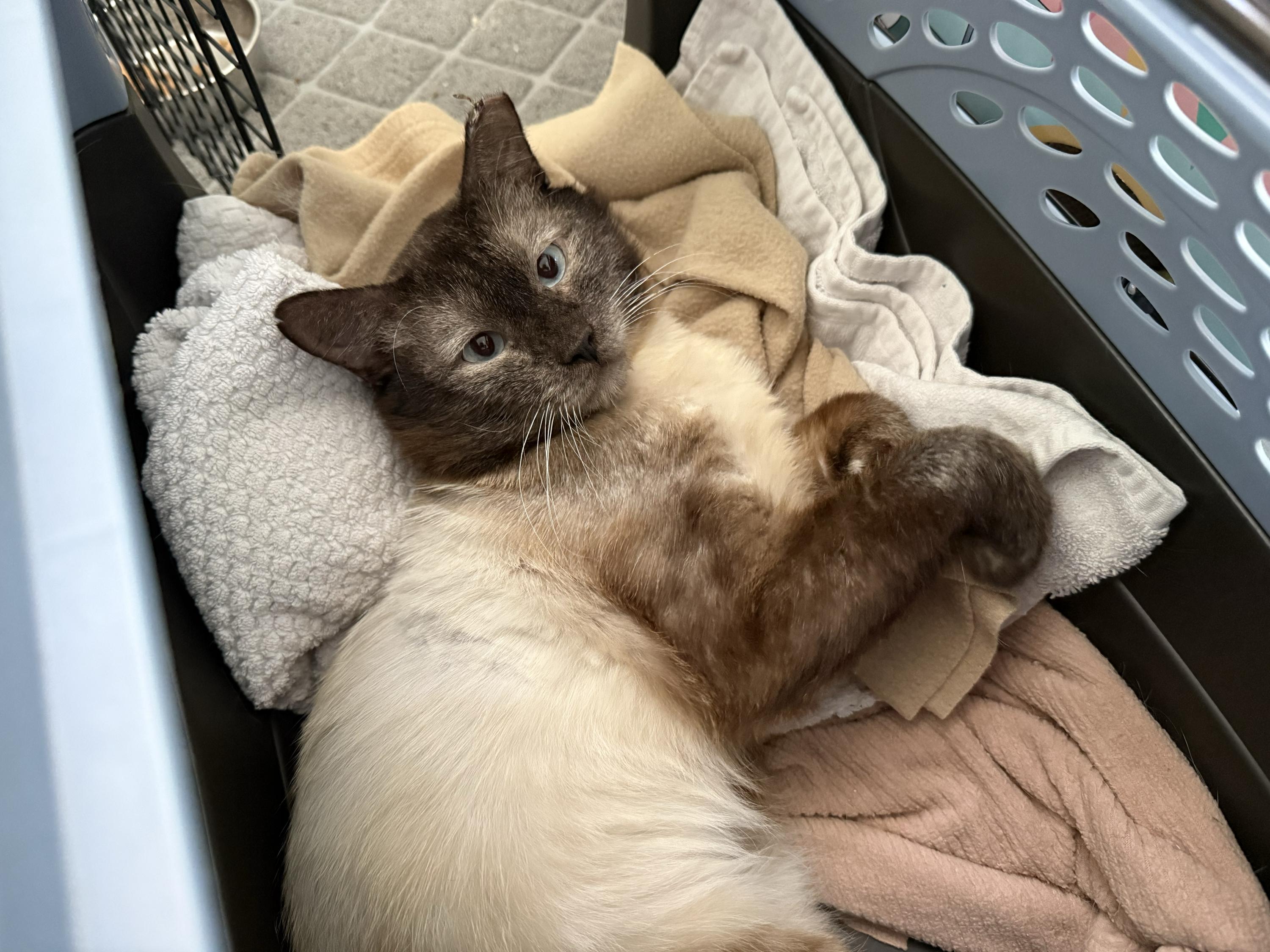 Neeko, a ADOPTABLE Domestic Short Hair in Seattle, WA image 2/6