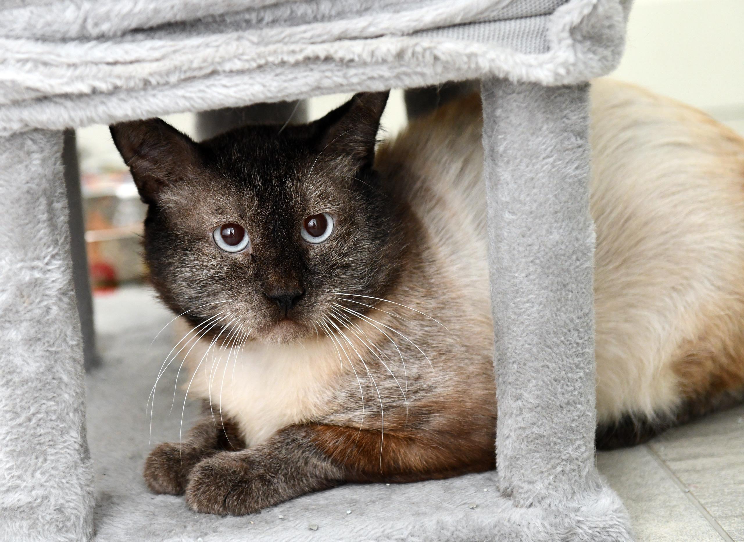 Neeko, a ADOPTABLE Domestic Short Hair in Seattle, WA image 1/6