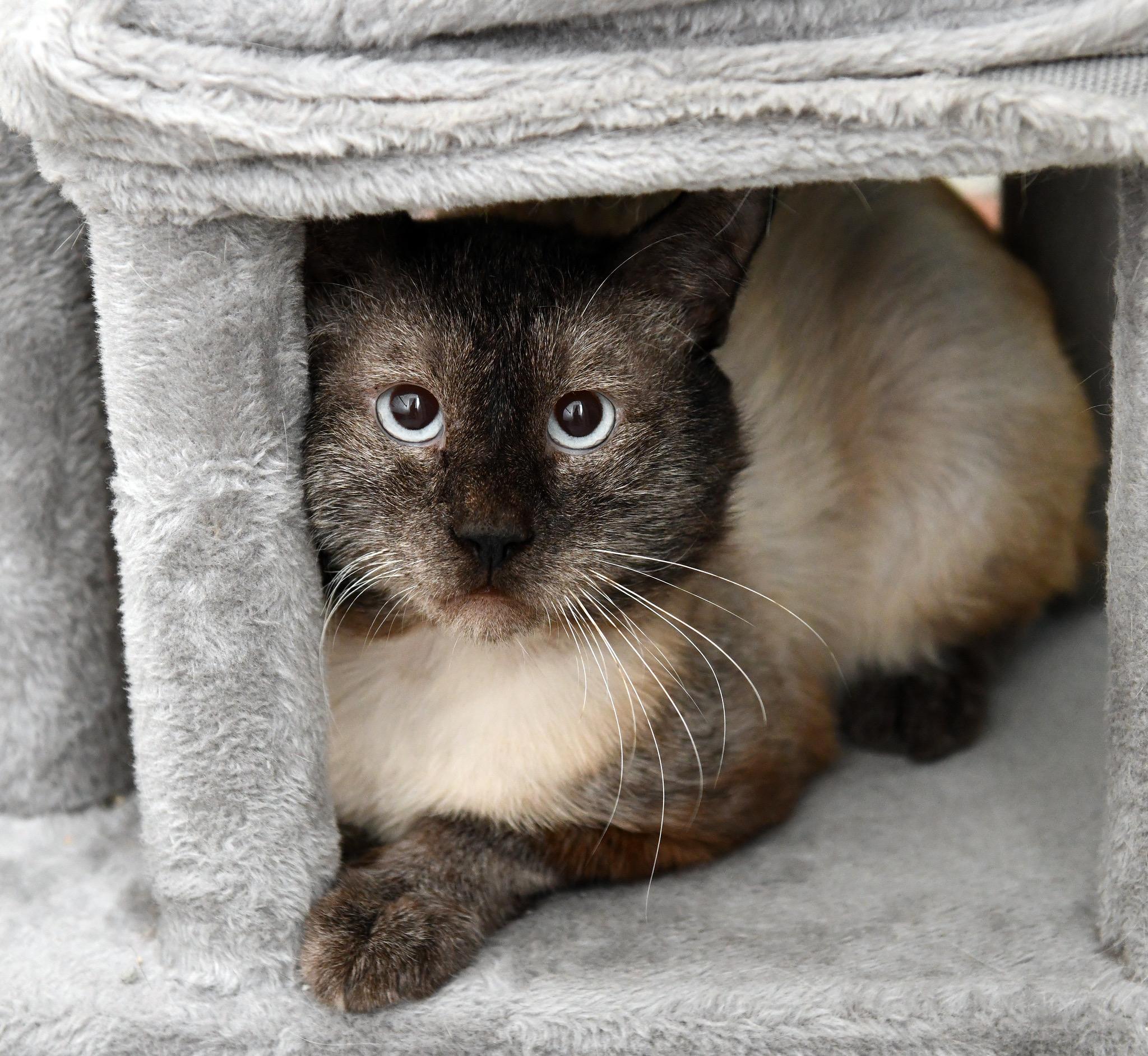 Neeko, a ADOPTABLE Domestic Short Hair in Seattle, WA image 6/6