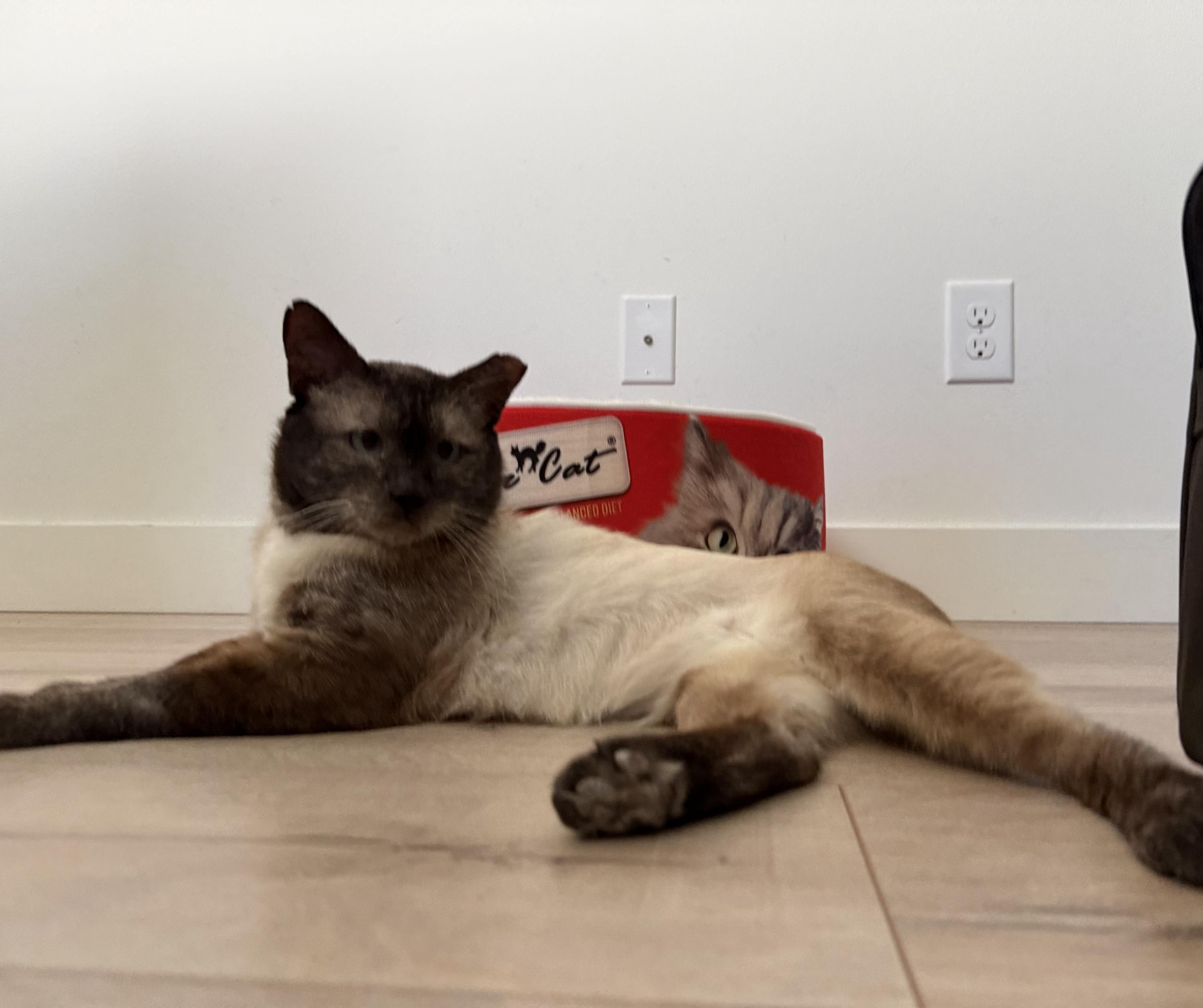 Neeko, a ADOPTABLE Domestic Short Hair in Seattle, WA image 5/6