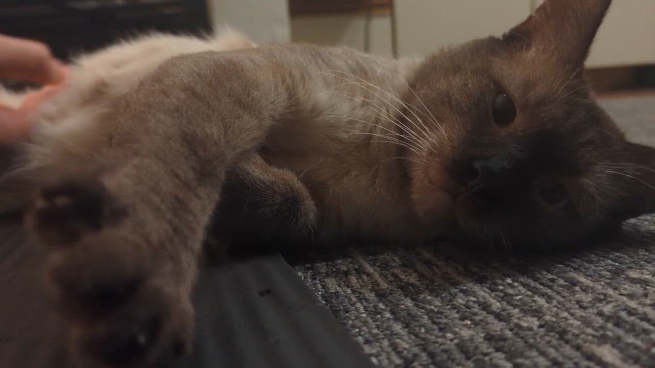 Enlarge Neeko, a Adoptable Domestic Short Hair in Seattle, WA video 6/6