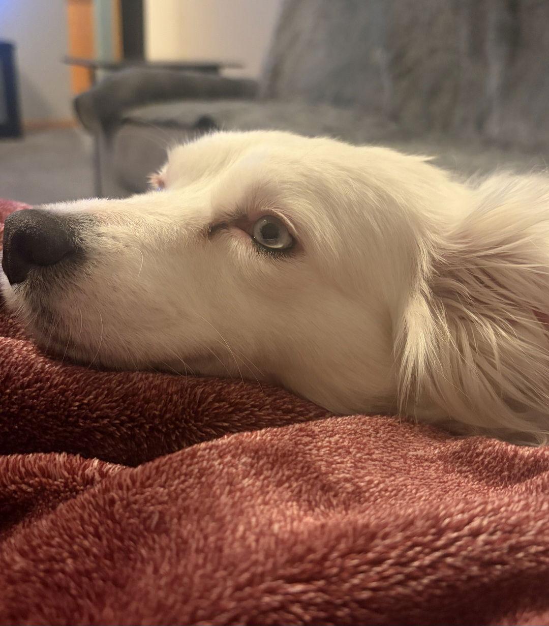 Adalaide *lives with a cat*