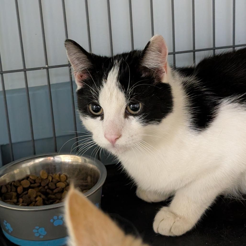 Enlarge Argon, a Adoptable mixed breed in South Haven, MI image 1/1