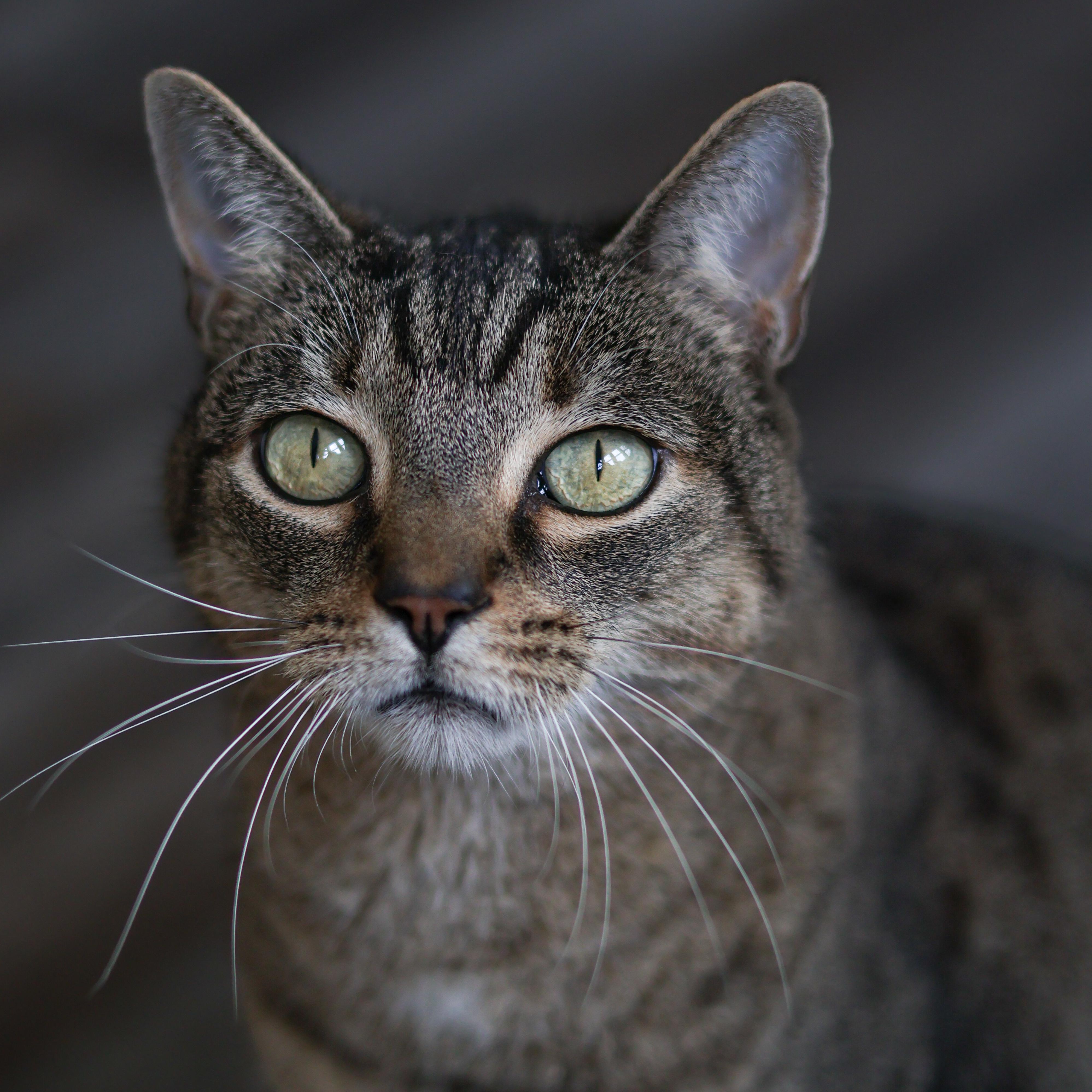 Koko, ADOPTABLE, Senior Male Domestic Short Hair.
