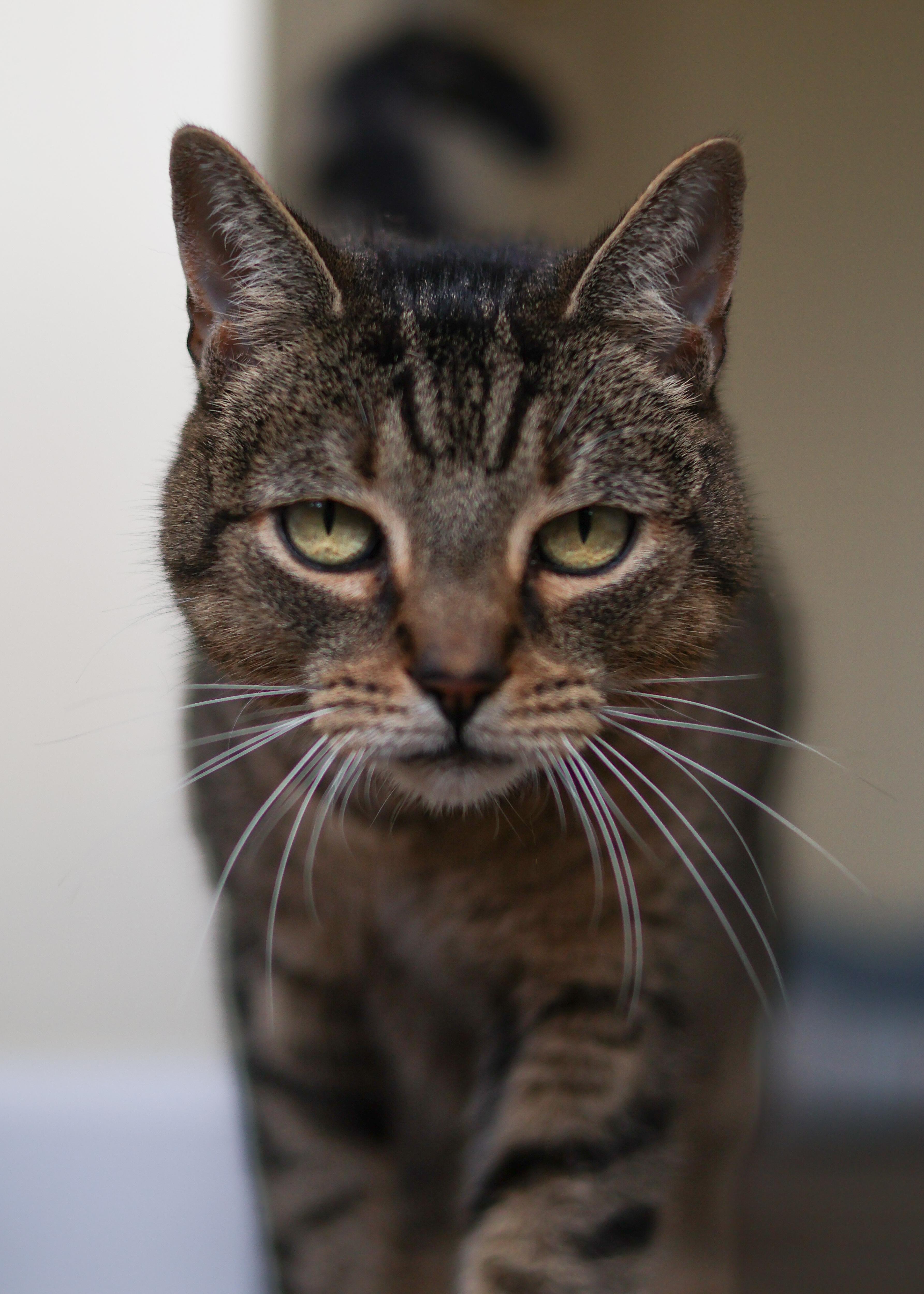 Enlarge Koko, a ADOPTABLE Domestic Short Hair in St. Ignace, MI image 3/5