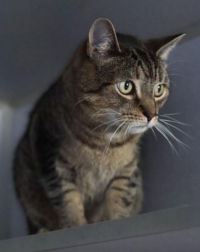 Enlarge Koko, a ADOPTABLE Domestic Short Hair in St. Ignace, MI image 4/5