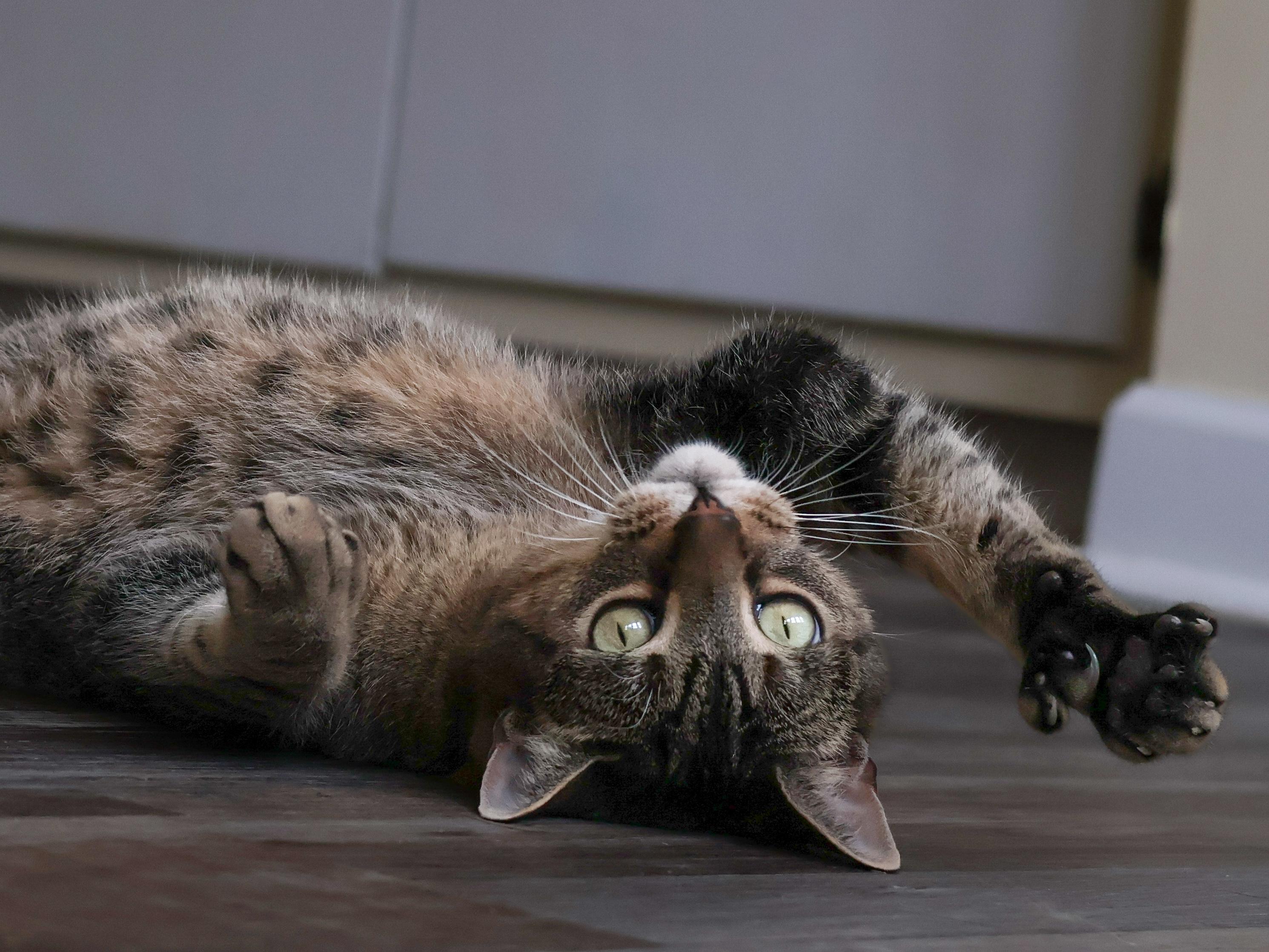 Enlarge Koko, a ADOPTABLE Domestic Short Hair in St. Ignace, MI image 2/5