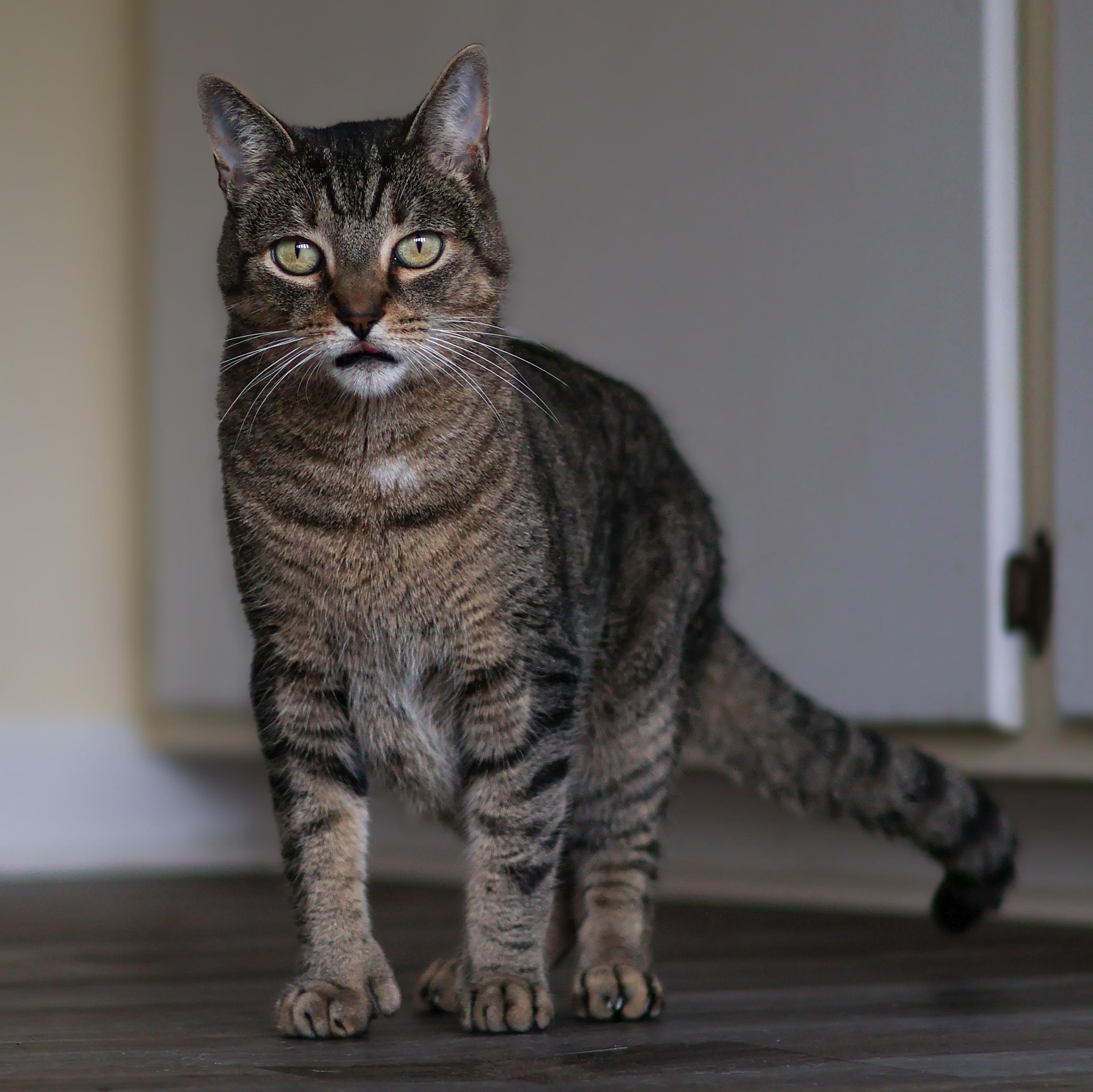 Enlarge Koko, a ADOPTABLE Domestic Short Hair in St. Ignace, MI image 5/5