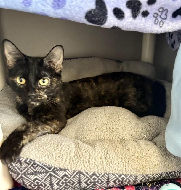 Enlarge ASIA, a Adoptable Domestic Short Hair in Kalamazoo, MI image 1/1