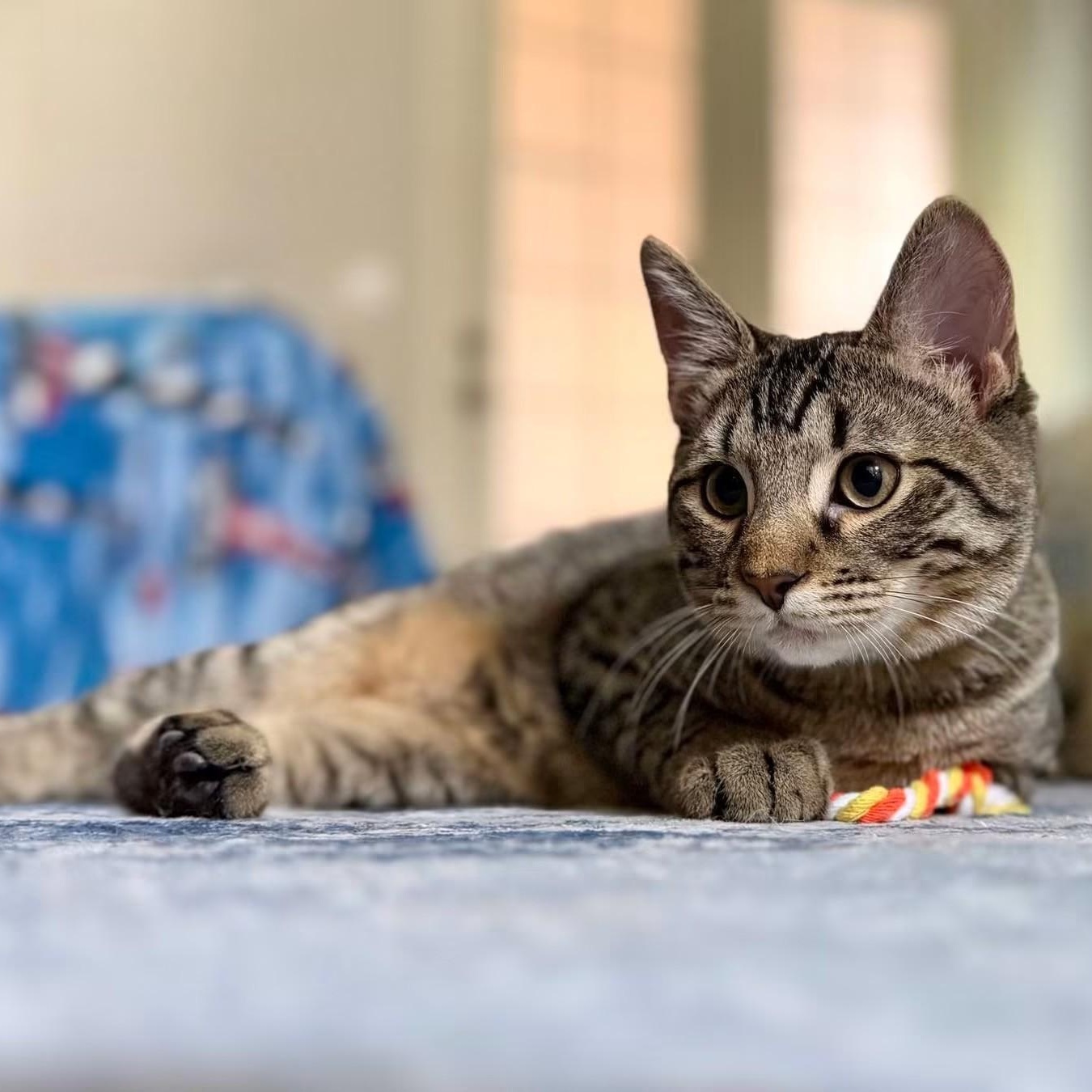 Picard, Adoptable, Kitten Male Domestic Short Hair.