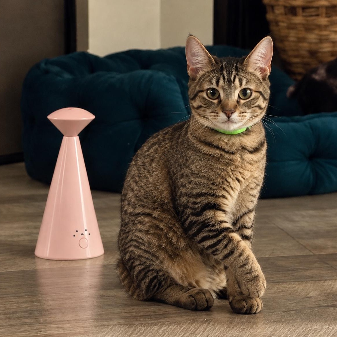 Enlarge Picard, a Adoptable Domestic Short Hair in Rossville, TN image 2/5