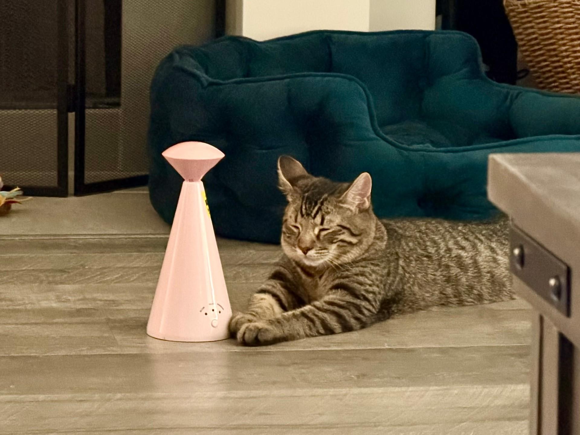 Enlarge Picard, a Adoptable Domestic Short Hair in Rossville, TN image 5/5