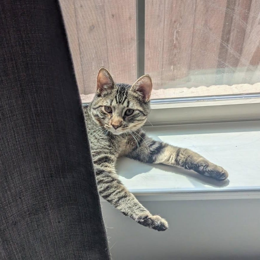 Picard, a Adoptable Domestic Short Hair in Rossville, TN image 2/5