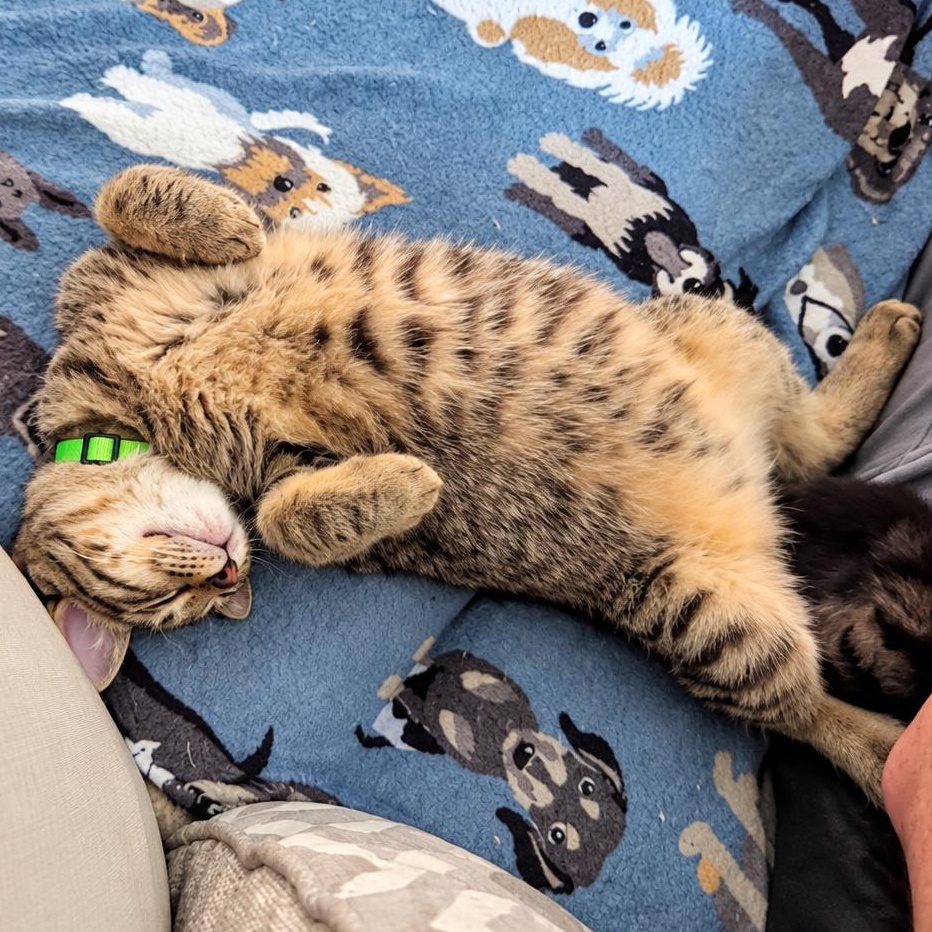 Enlarge Picard, a Adoptable Domestic Short Hair in Rossville, TN image 5/5