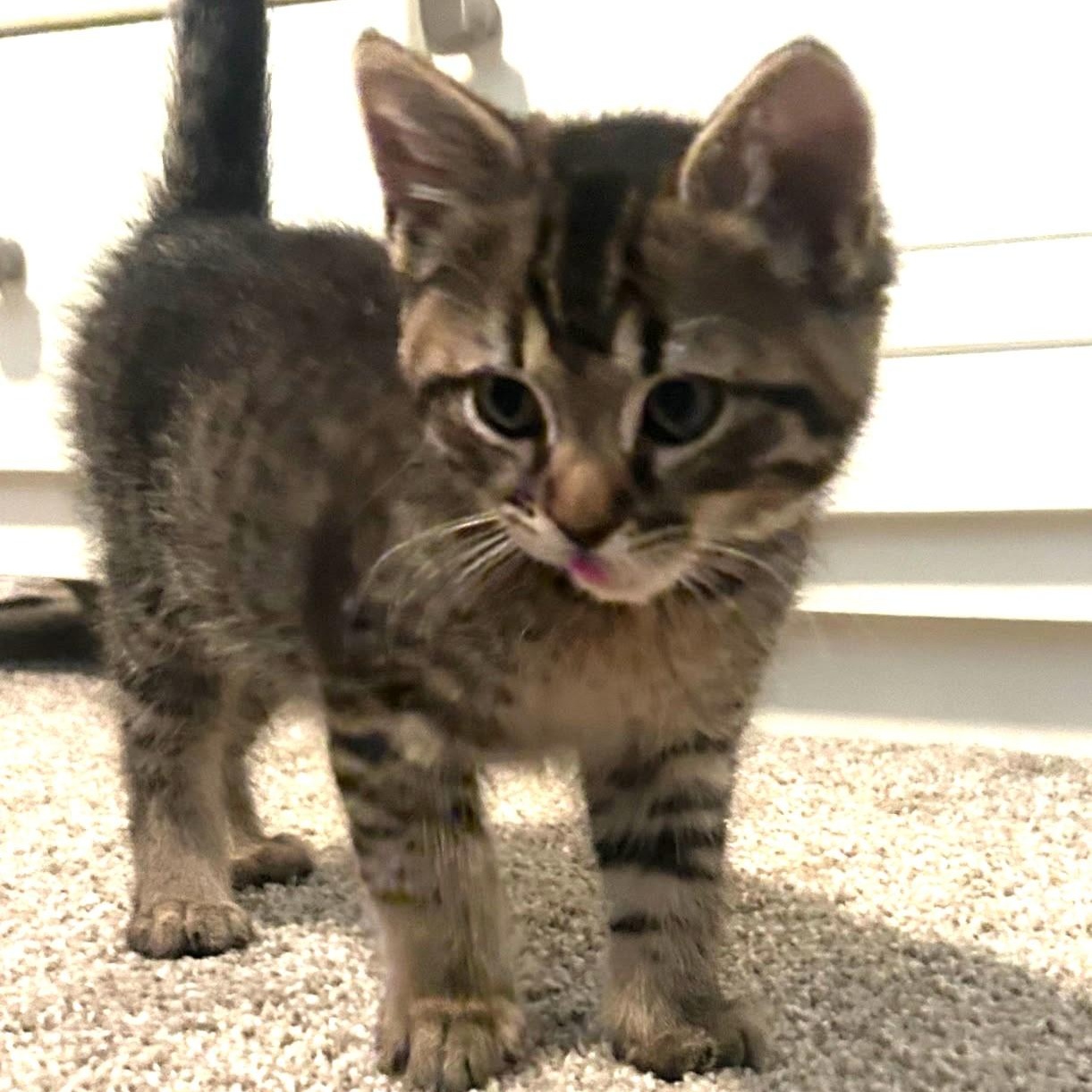 Picard, a Adoptable Domestic Short Hair in Rossville, TN image 5/5