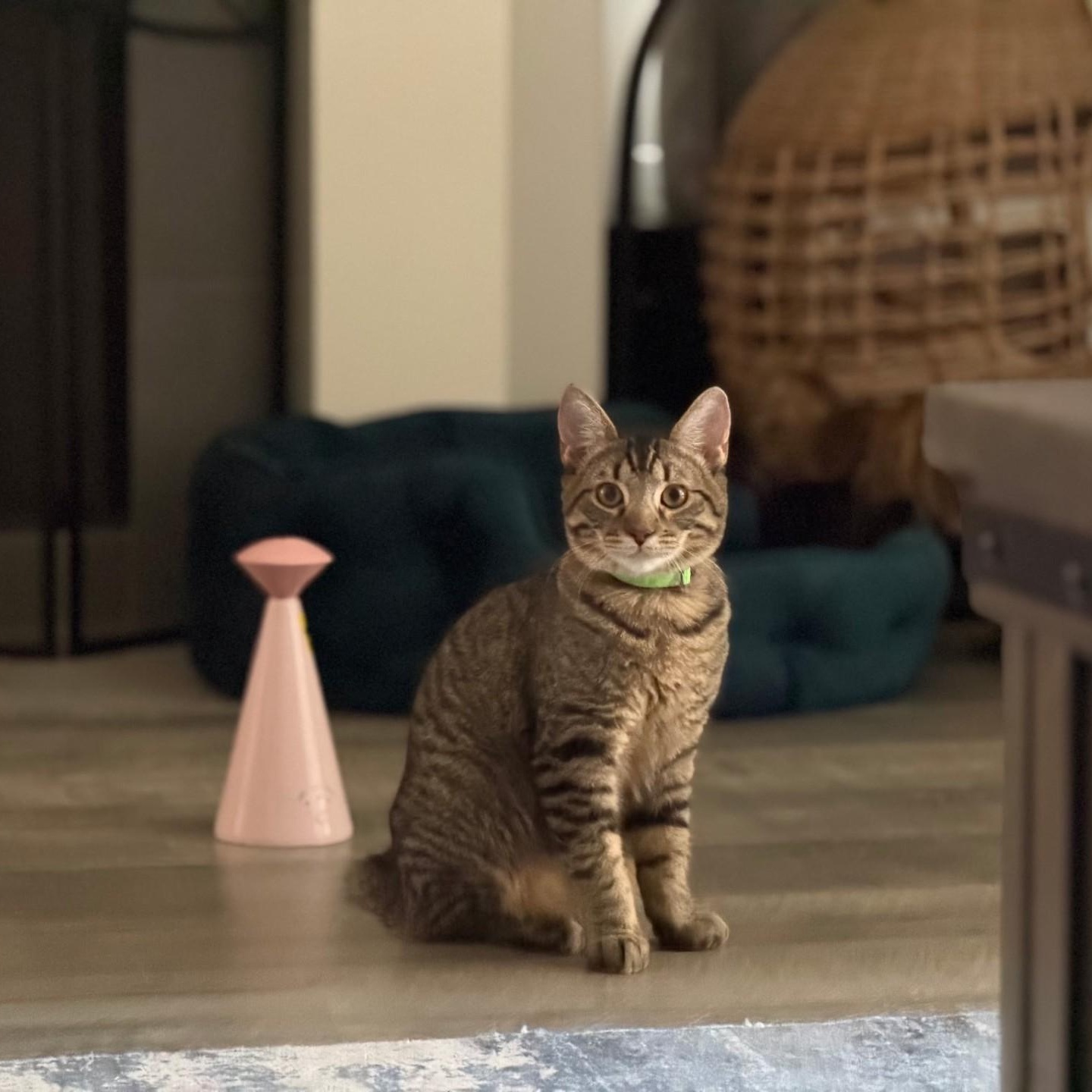Enlarge Picard, a Adoptable Domestic Short Hair in Rossville, TN image 4/5