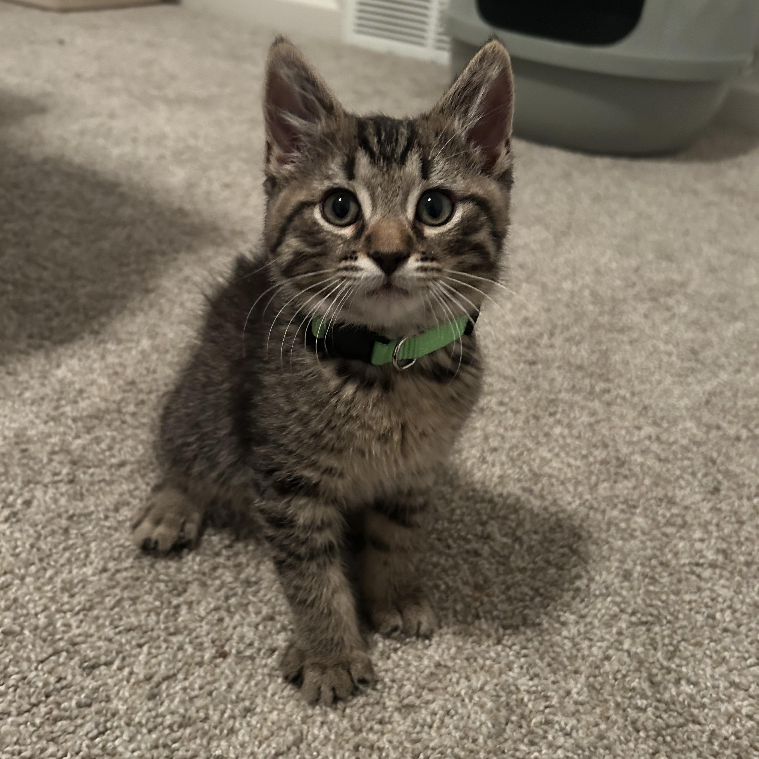 Picard, a Adoptable Domestic Short Hair in Rossville, TN image 4/5
