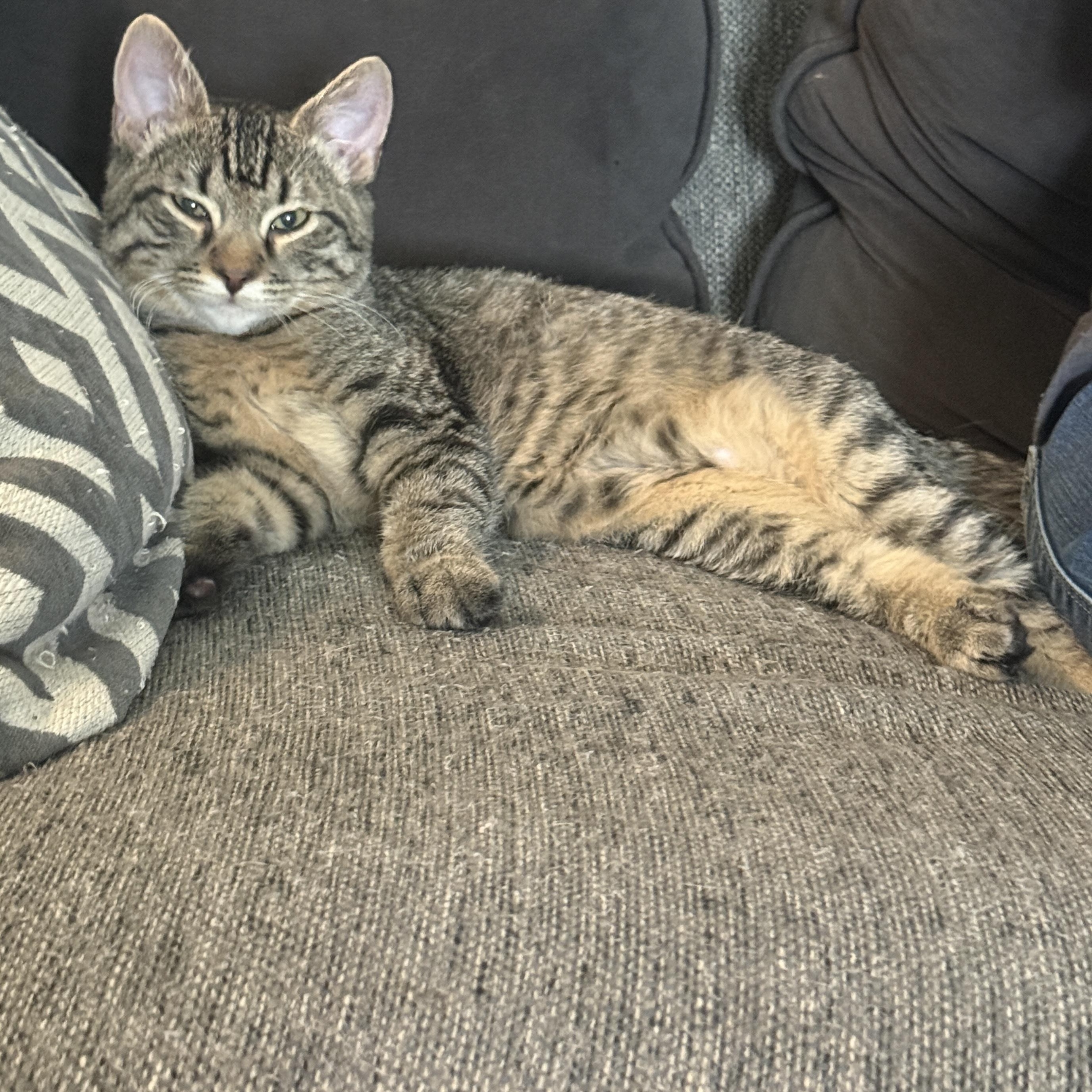 Picard, a Adoptable Domestic Short Hair in Rossville, TN image 3/5