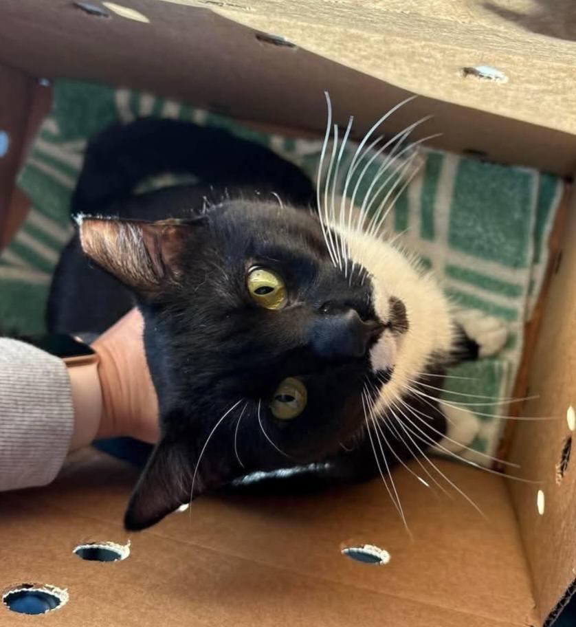 Jake, a Adoptable Domestic Short Hair in Ellijay, GA image 3/3