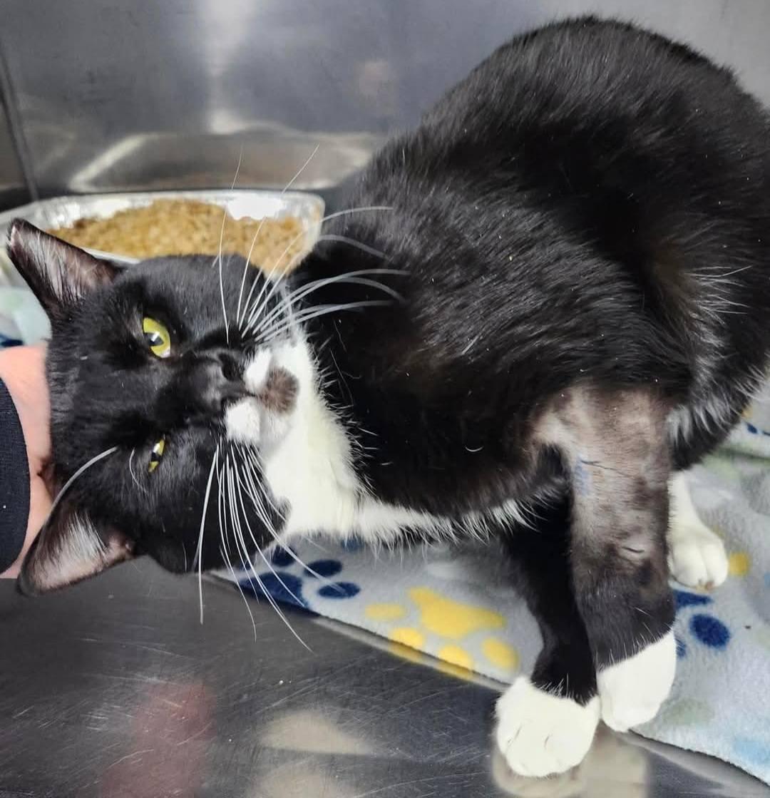 Jake, a Adoptable Domestic Short Hair in Ellijay, GA image 2/3