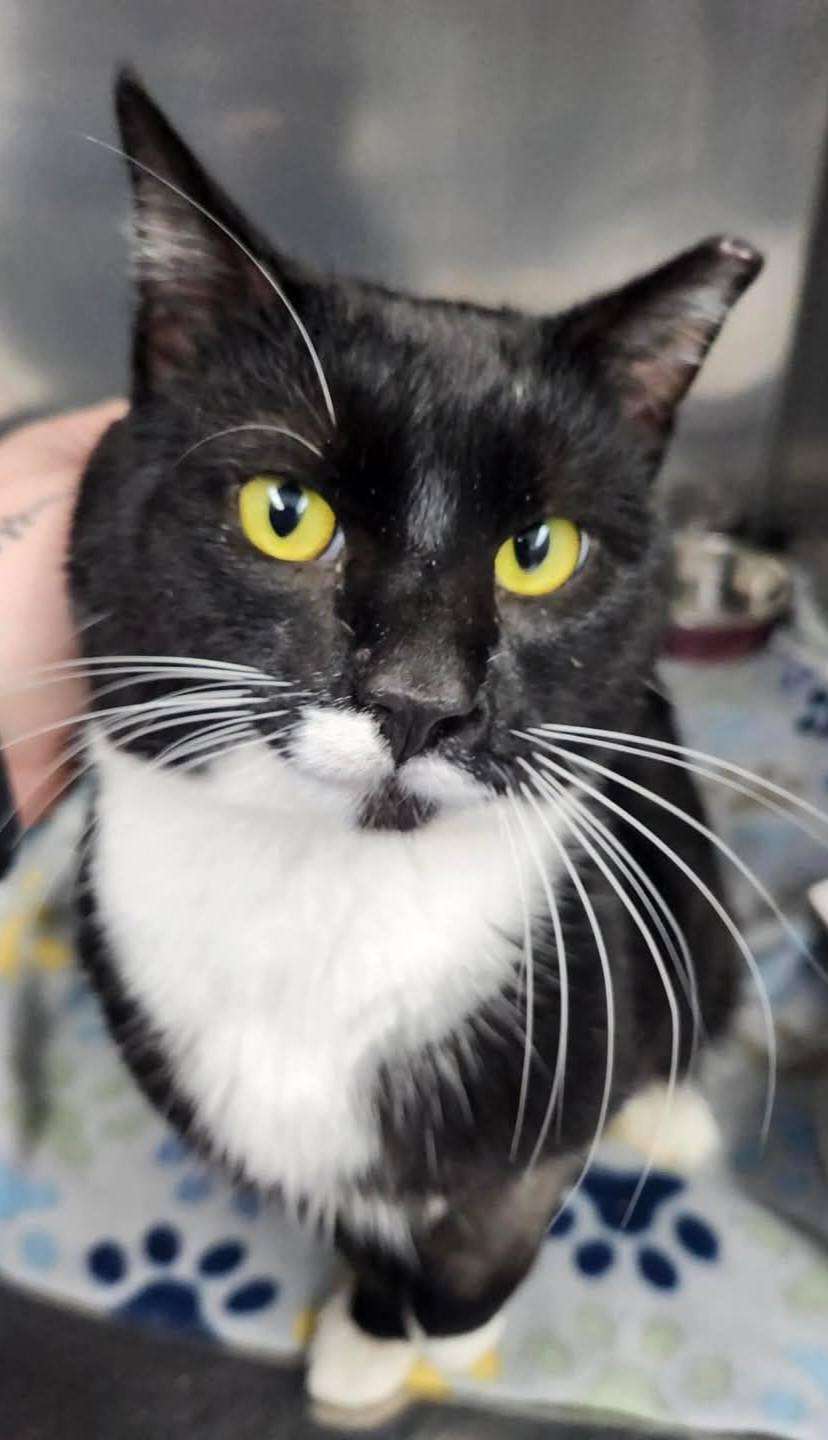 Jake, a Adoptable Domestic Short Hair in Ellijay, GA image 1/3