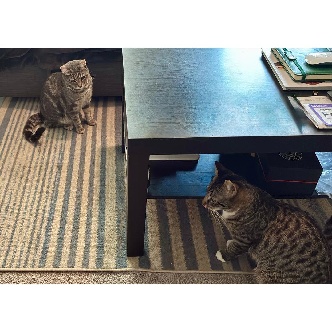 Enlarge Josette, a Adoptable mixed breed in Morgan Hill, CA image 4/6