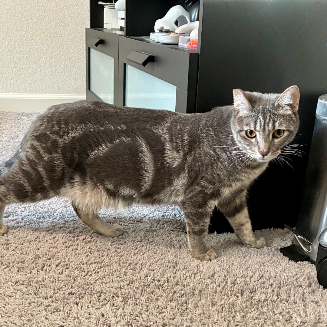 Enlarge Josette, a Adoptable mixed breed in Morgan Hill, CA image 6/6