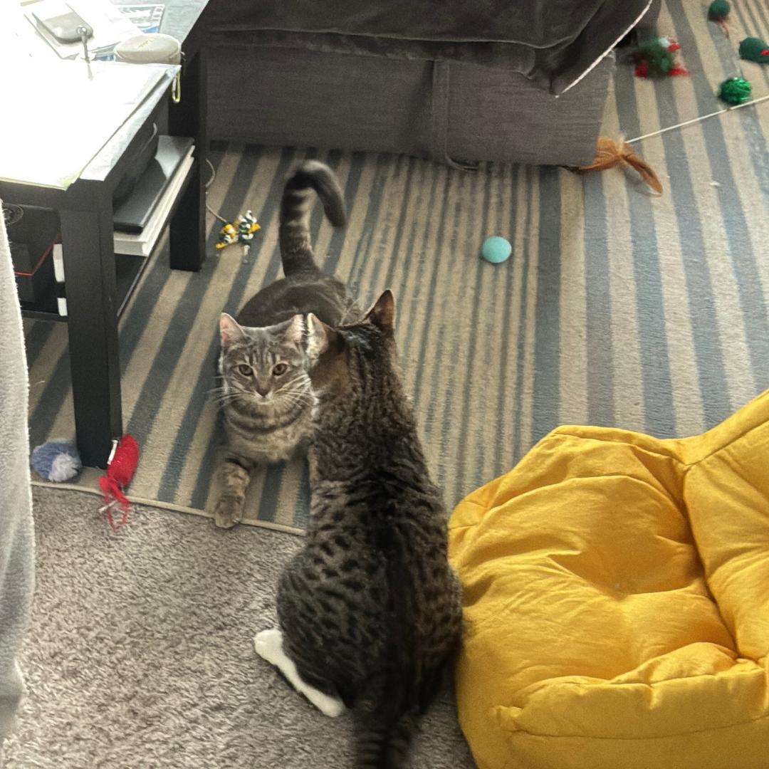 Enlarge Josette, a Adoptable mixed breed in Morgan Hill, CA image 3/6