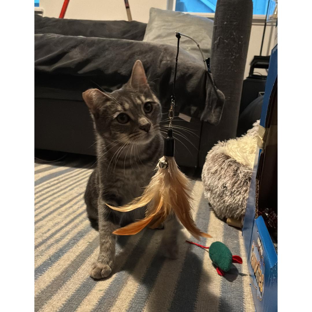 Enlarge Josette, a Adoptable mixed breed in Morgan Hill, CA image 5/6