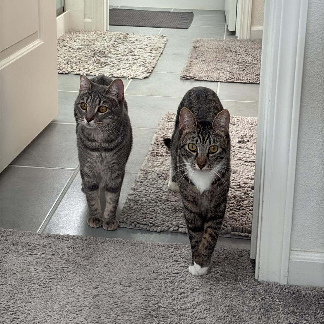 Enlarge Josette, a Adoptable mixed breed in Morgan Hill, CA image 2/6