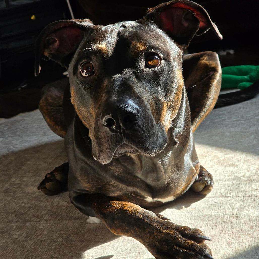 Woody, Adoptable, Adult Male Doberman Pinscher.