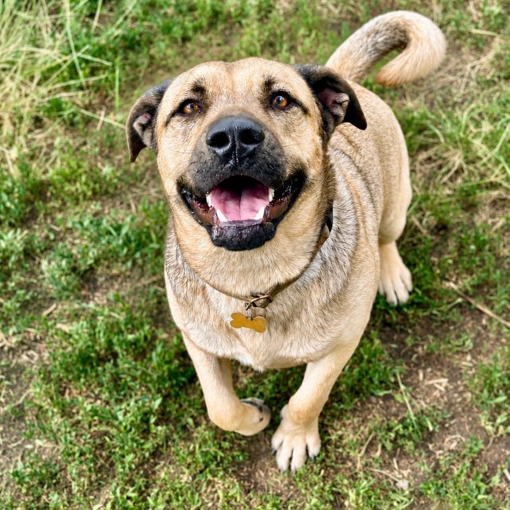 Arlo, Adoptable, Young Male Shepherd & Mixed Breed.