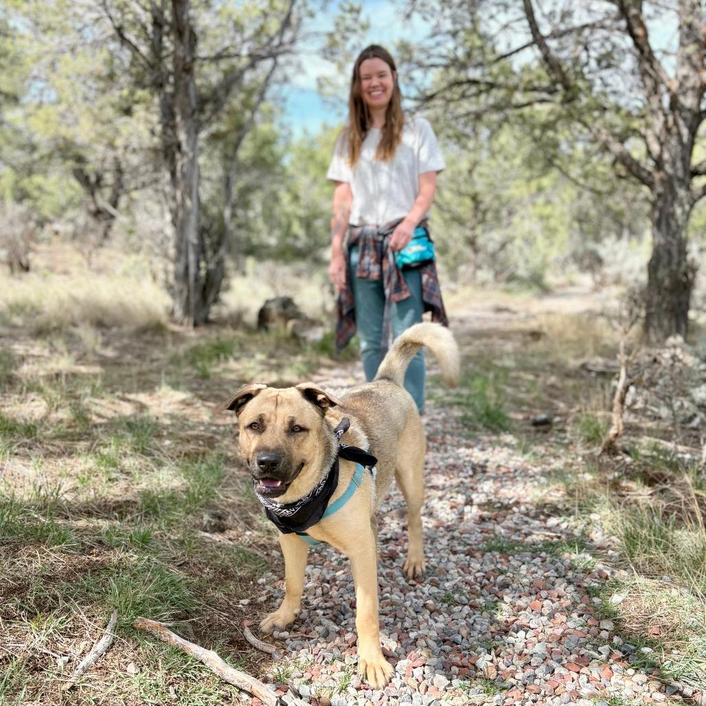 Arlo, Adoptable, Young Male Shepherd & Mixed Breed.