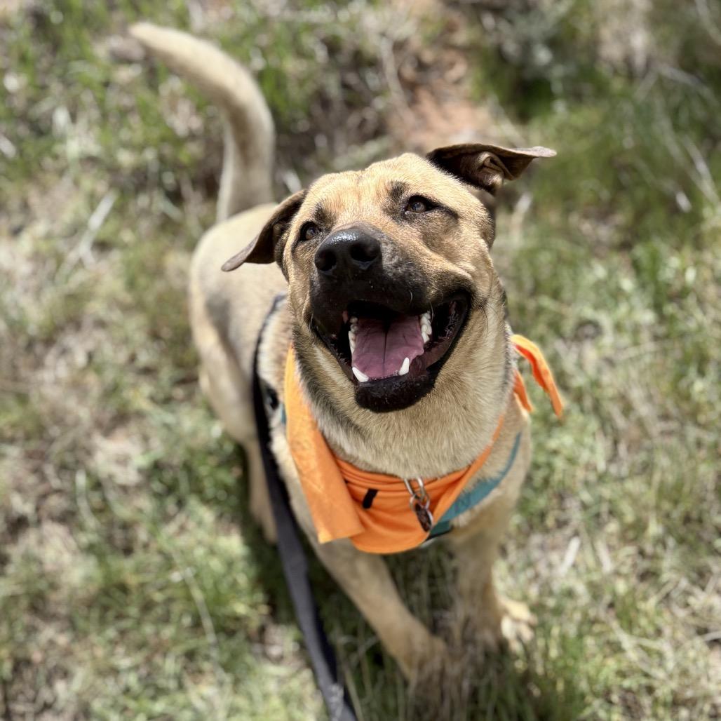 Enlarge Arlo, a Adoptable mixed breed in Glenwood Springs, CO image 4/6