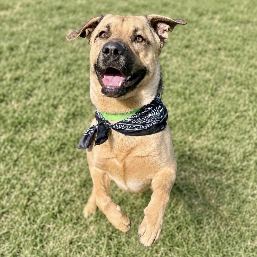Enlarge Arlo, a Adoptable mixed breed in Glenwood Springs, CO image 6/6