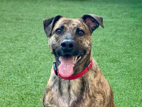 Enlarge Bodie, a Adoptable mixed breed in El Cajon, CA image 1/1