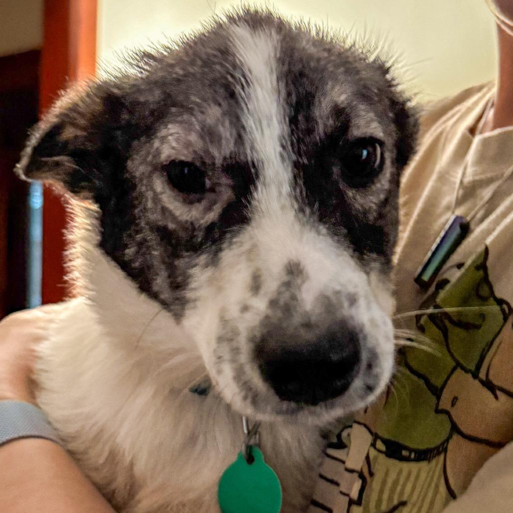 Aloha, Adoptable, Puppy Female Mixed Breed.