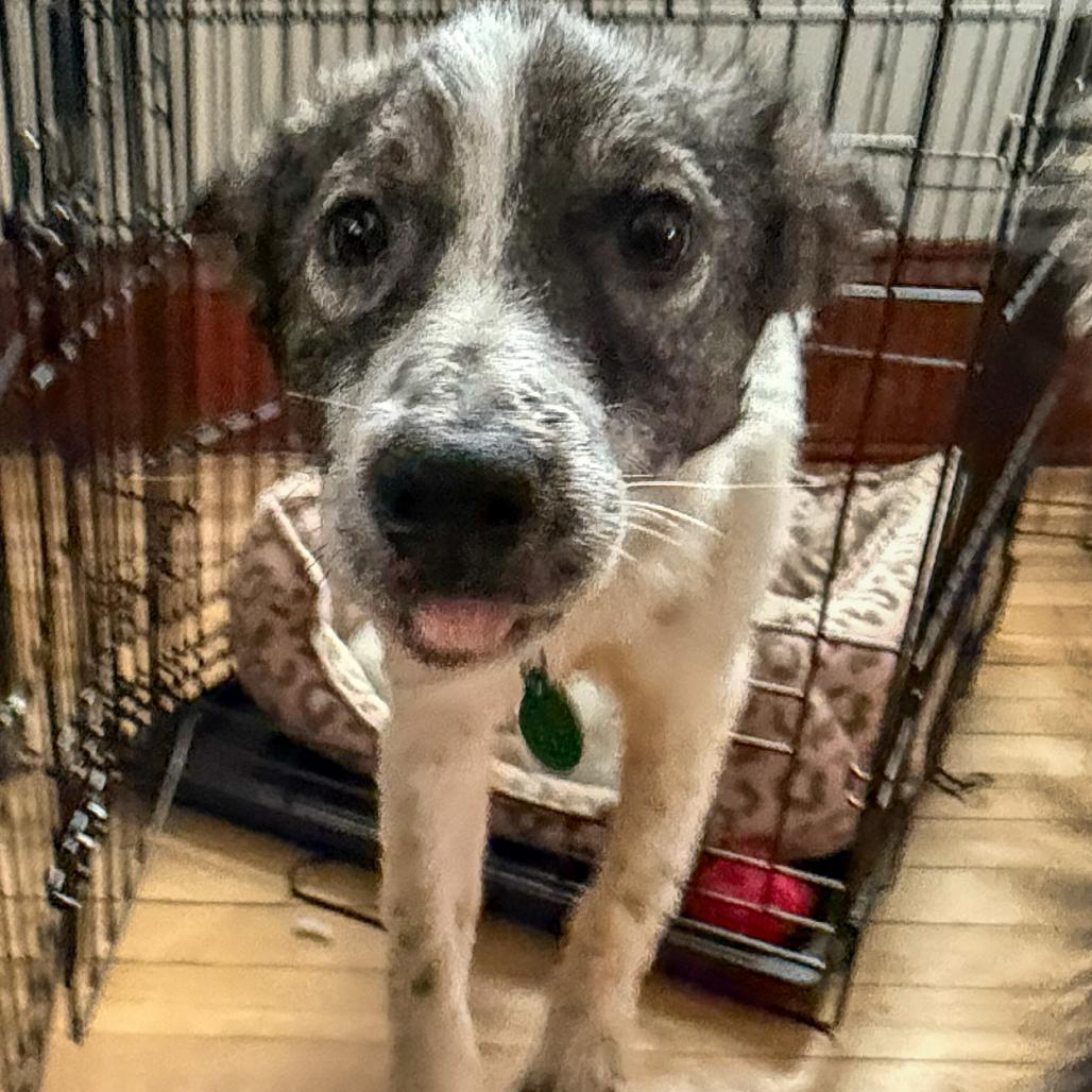 Aloha, a Adoptable Mixed Breed in Buffalo, MN image 2/6