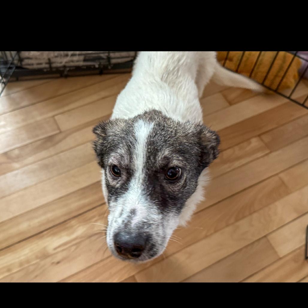 Aloha, a Adoptable Mixed Breed in Buffalo, MN image 3/6