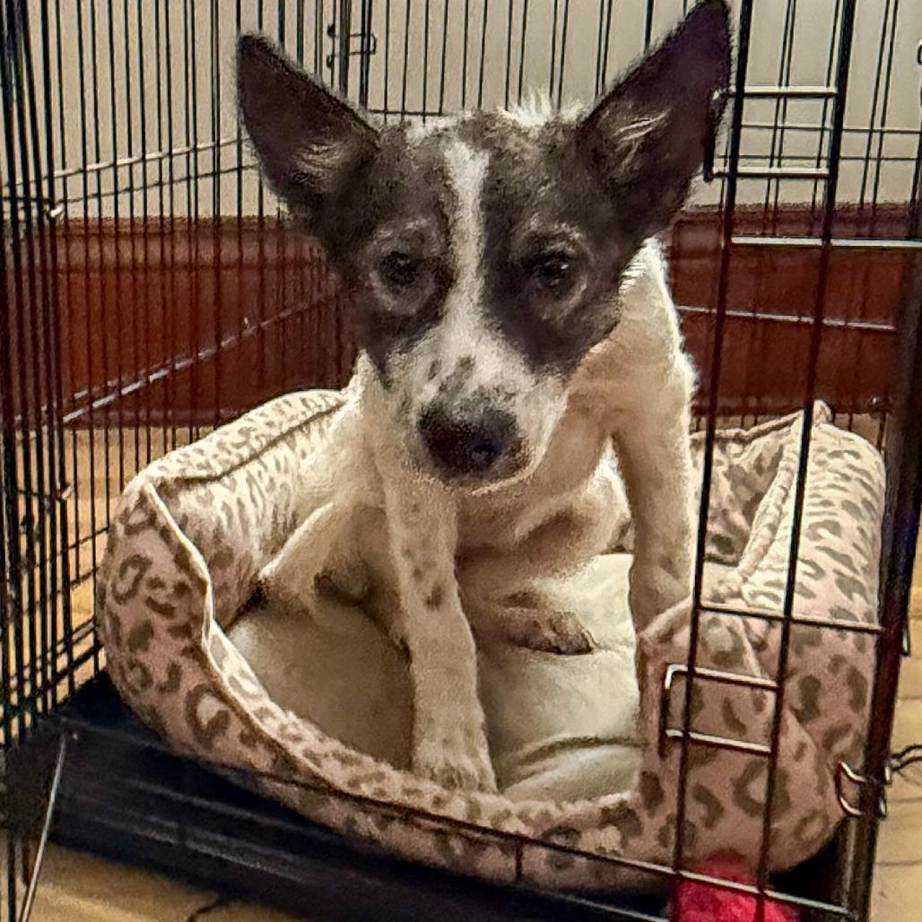 Aloha, a Adoptable Mixed Breed in Buffalo, MN image 4/6