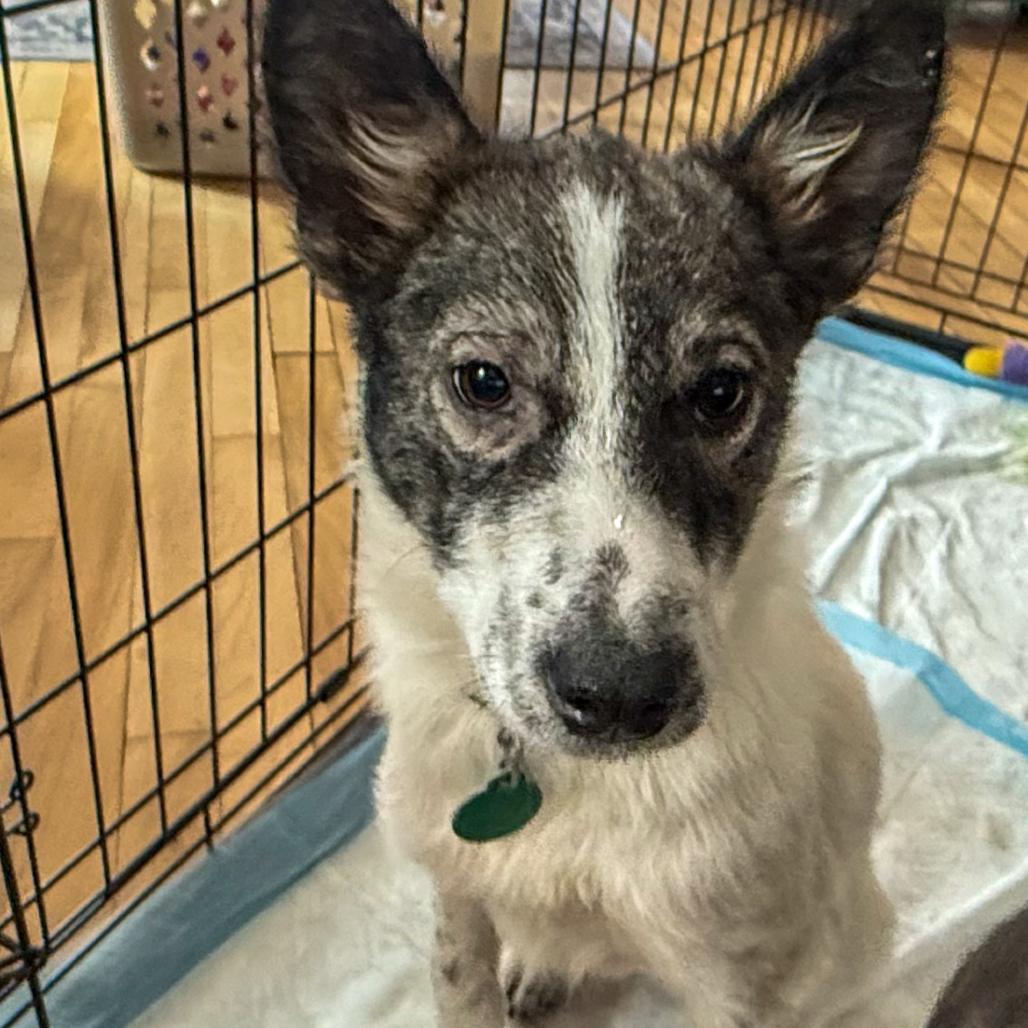 Aloha, a Adoptable Mixed Breed in Buffalo, MN image 5/6