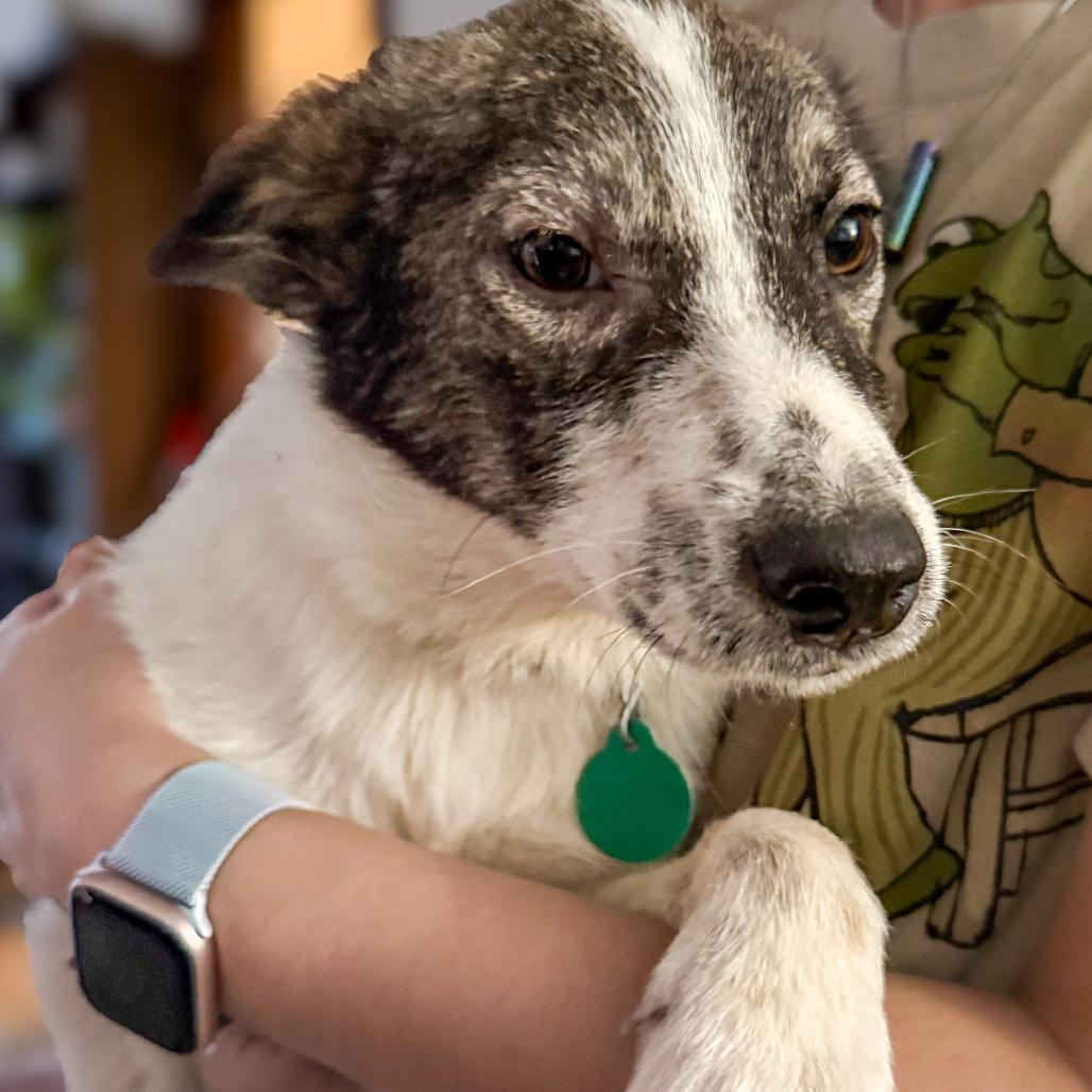 Aloha, a Adoptable Mixed Breed in Buffalo, MN image 6/6