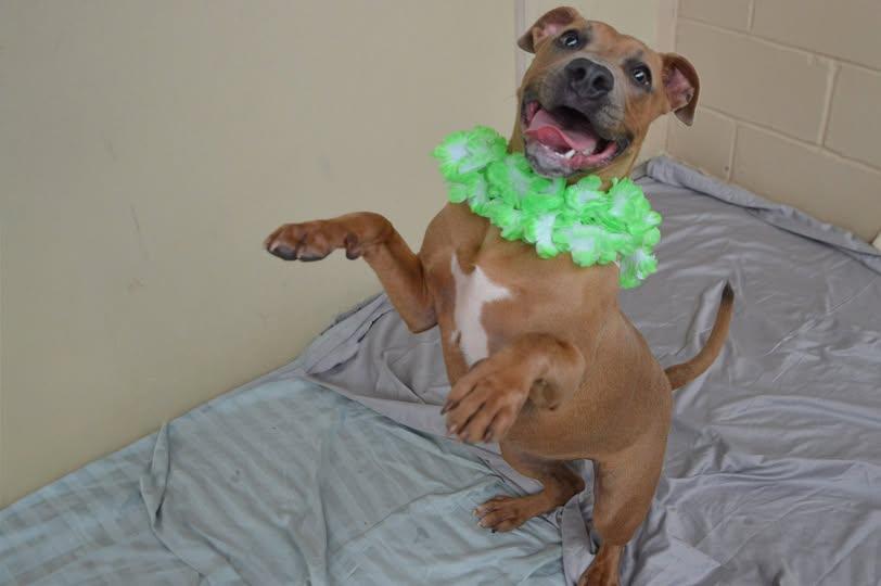 Enlarge Toasty, a Adoptable Pit Bull Terrier in McKinney, TX image 1/1